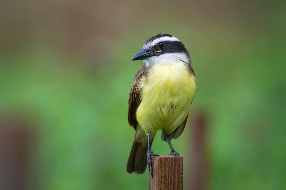 Great Kiskadee - ML388357741