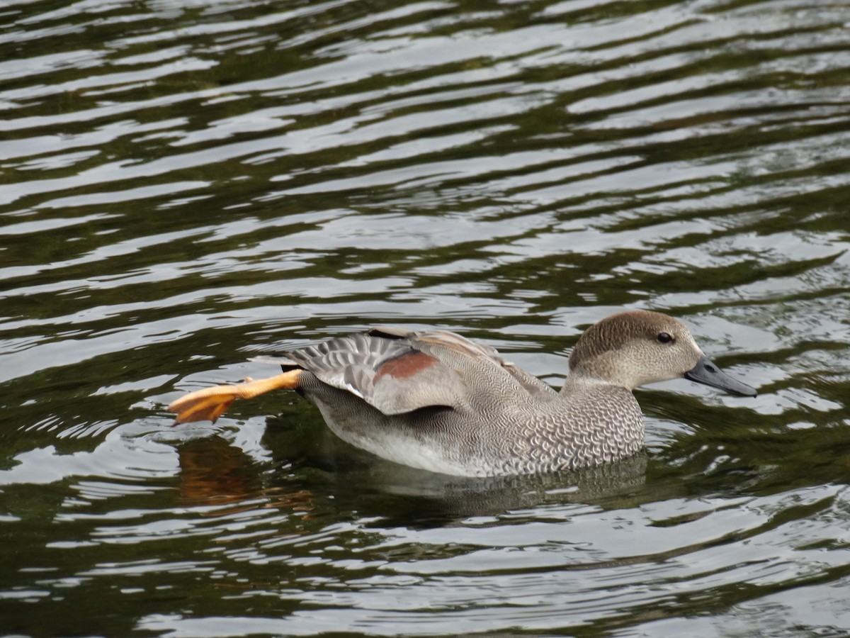 Gadwall - Letha Slagle