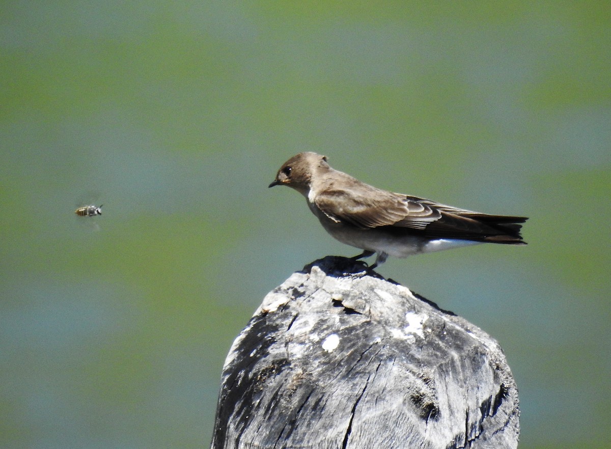 Northern Rough-winged Swallow - Francisco Dubón