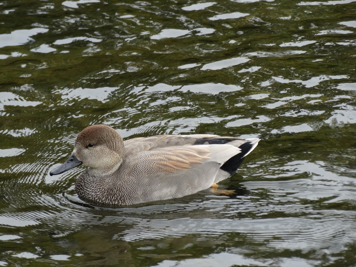 Gadwall - Letha Slagle