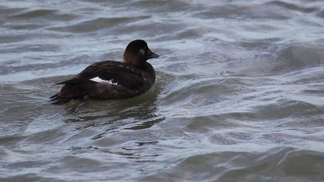 White-winged Scoter - ML388358391