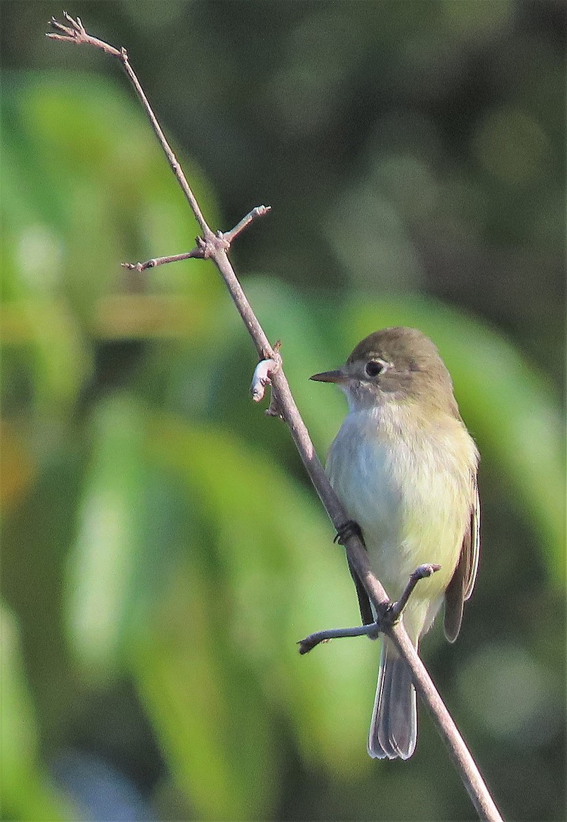 Least Flycatcher - Alfonso Auerbach