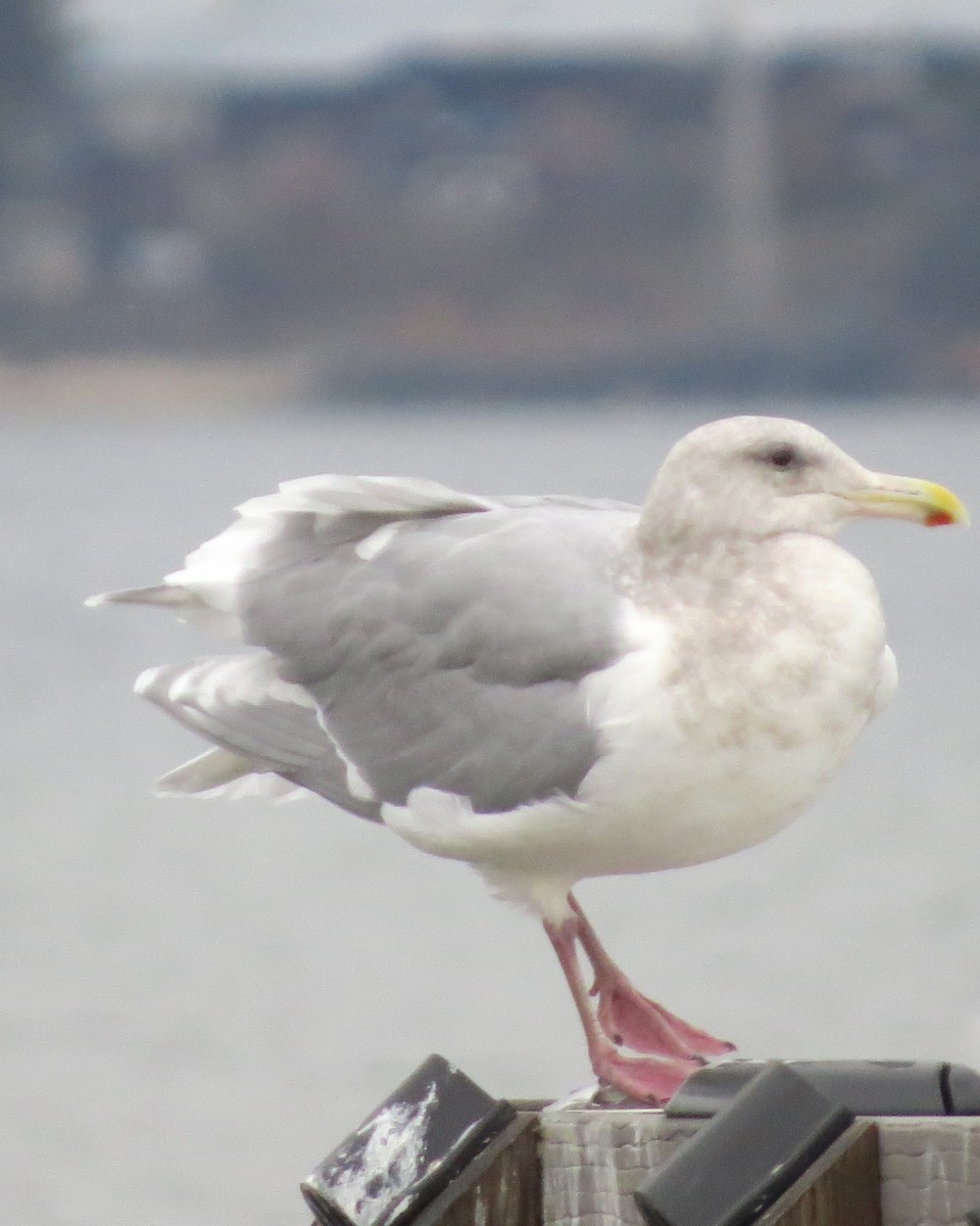 Glaucous-winged Gull - ML388362741