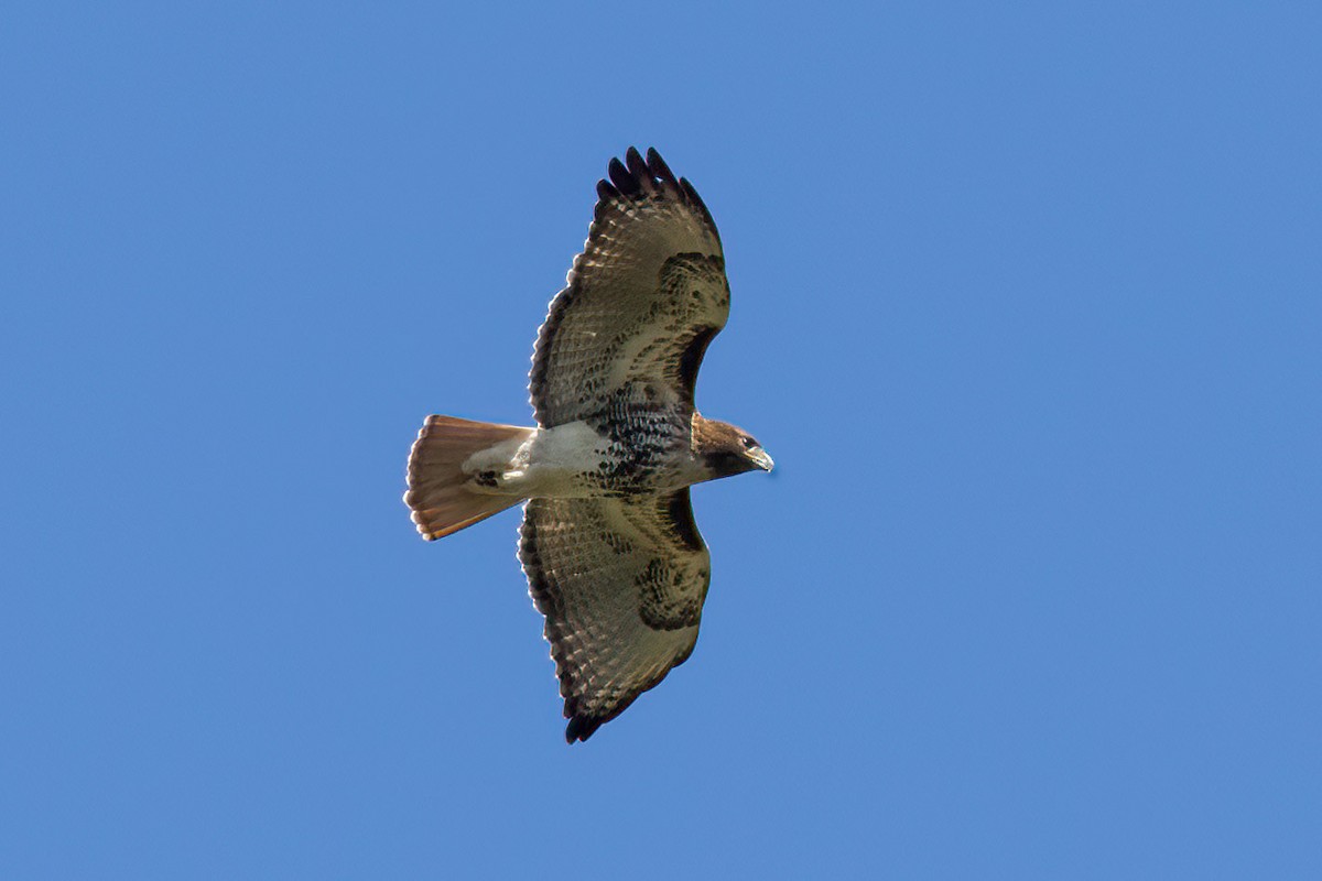 Red-tailed Hawk - ML388363461