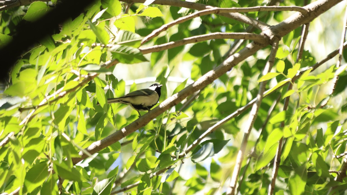 Japanese Tit - ML388365221