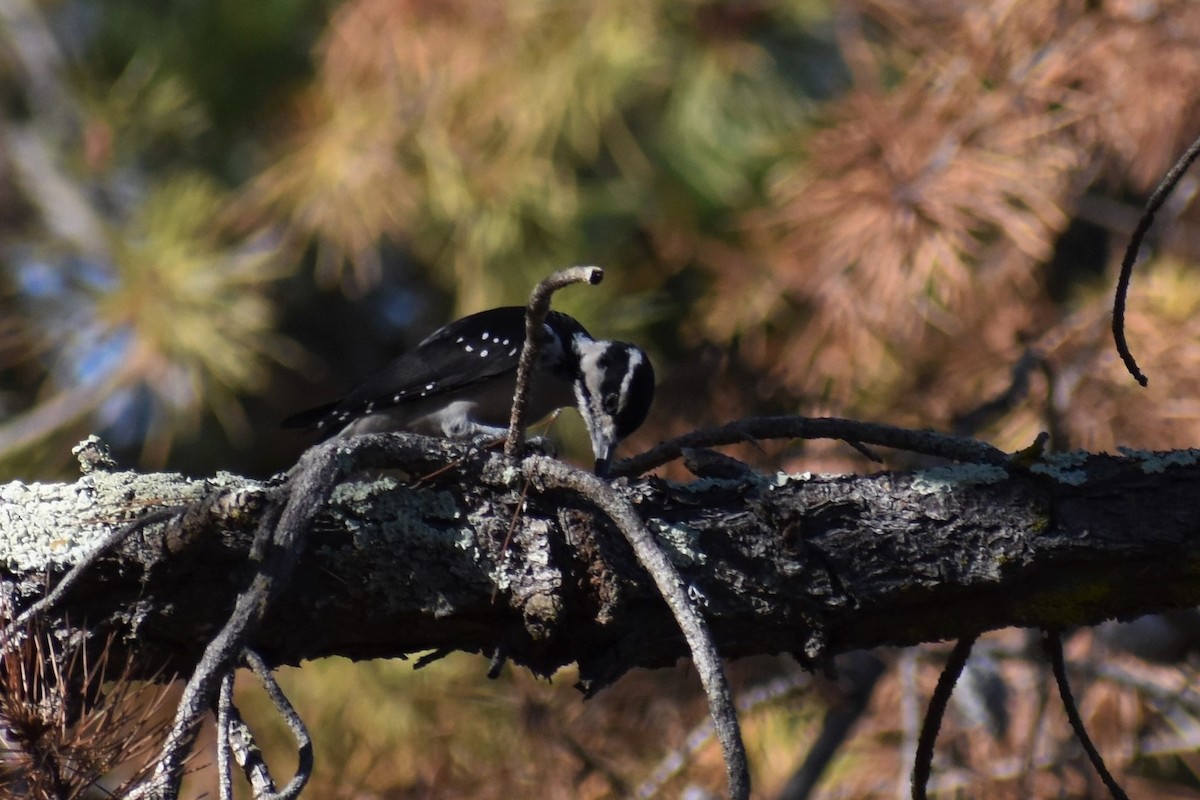 Hairy Woodpecker - ML388365341