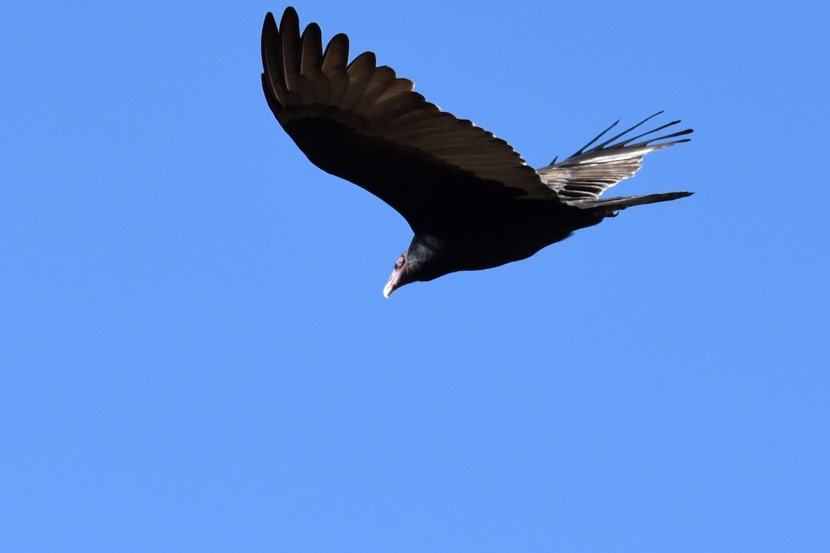 Turkey Vulture - ML388365821