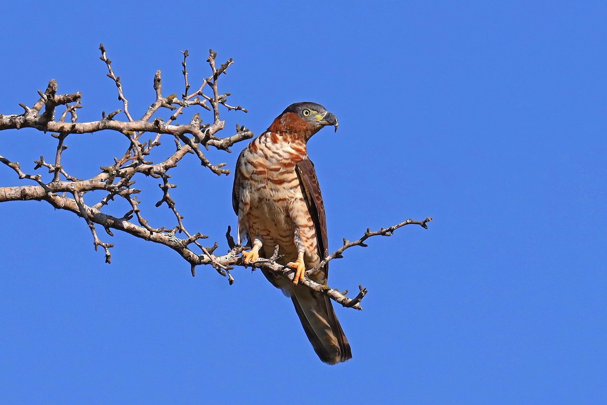 Hook-billed Kite - Ryan Jacob