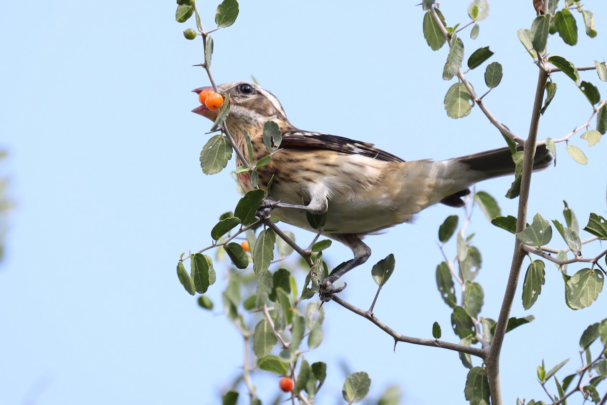 Rose-breasted Grosbeak - ML388367931