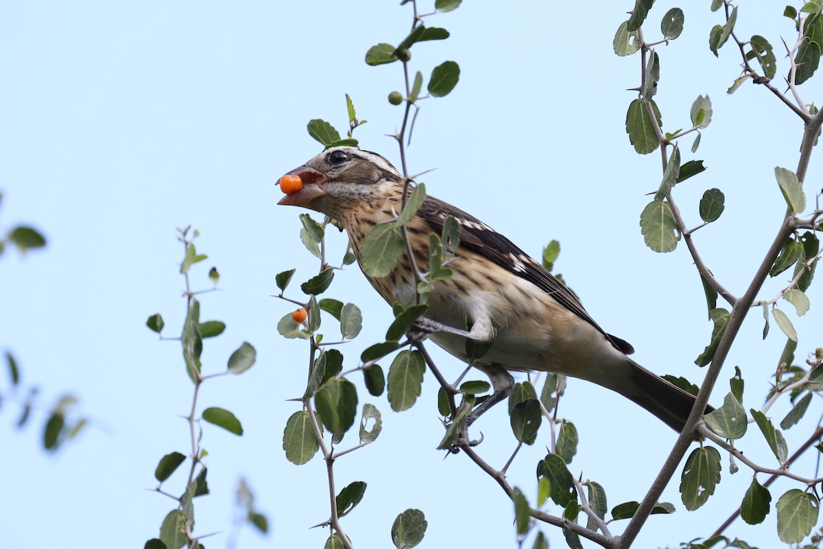 Rose-breasted Grosbeak - ML388367941