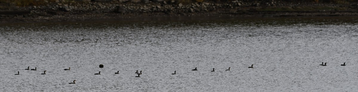 Double-crested Cormorant - ML388369581