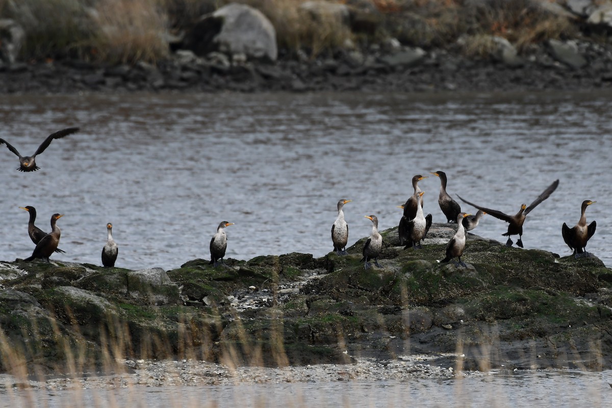 Double-crested Cormorant - ML388369611