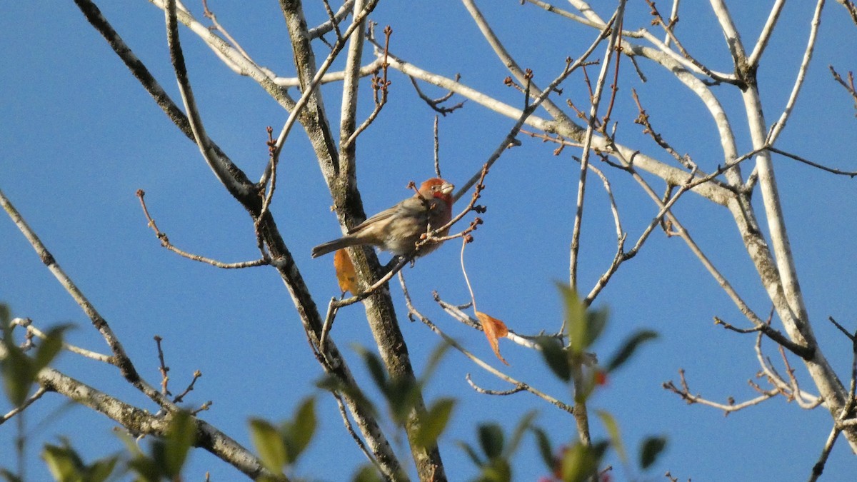 House Finch - ML388370551