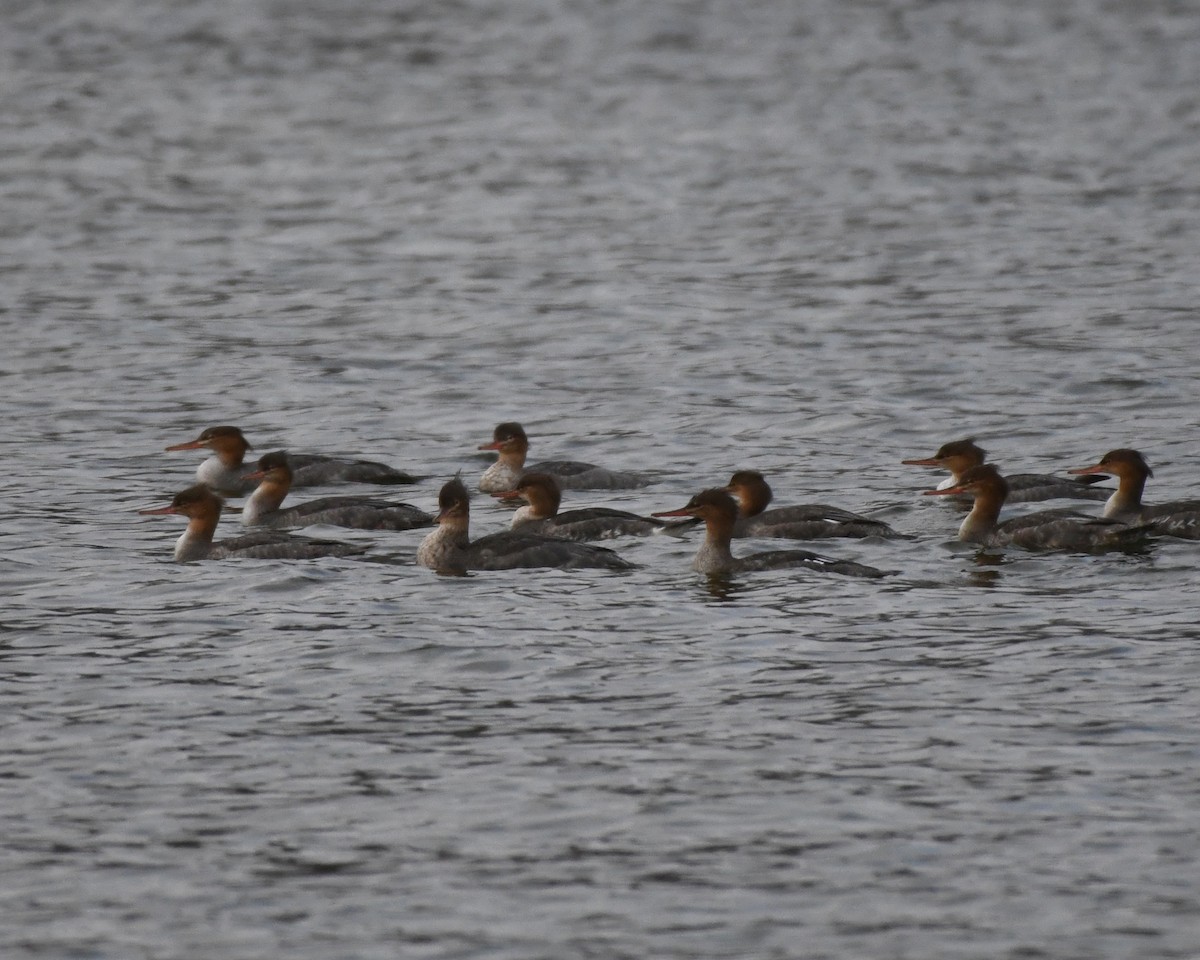 Red-breasted Merganser - ML388370741