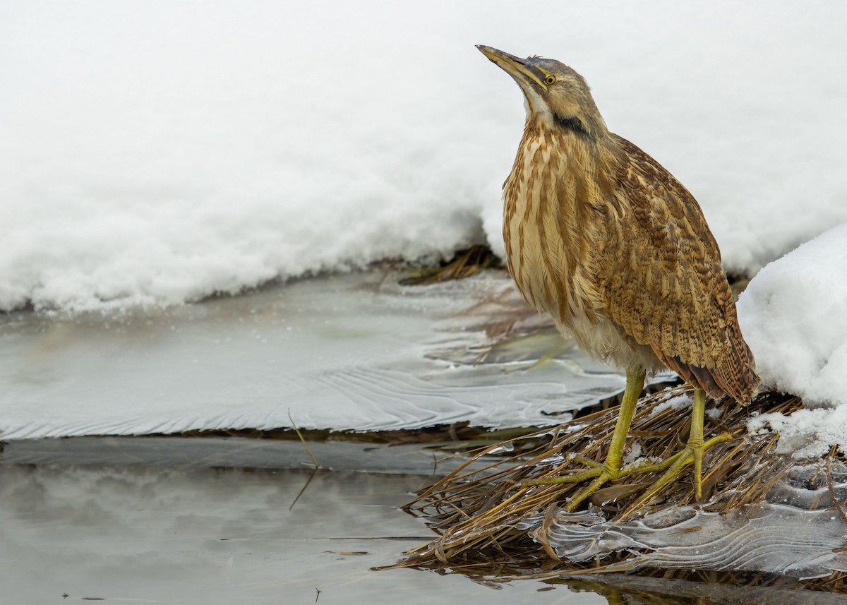 American Bittern - ML388371221