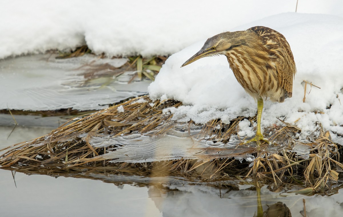 American Bittern - ML388371231