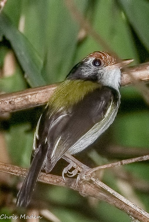 White-cheeked Tody-Flycatcher - ML38837281