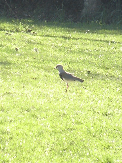 Southern Lapwing - ML388373091