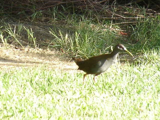 Plumbeous Rail - ML388373151