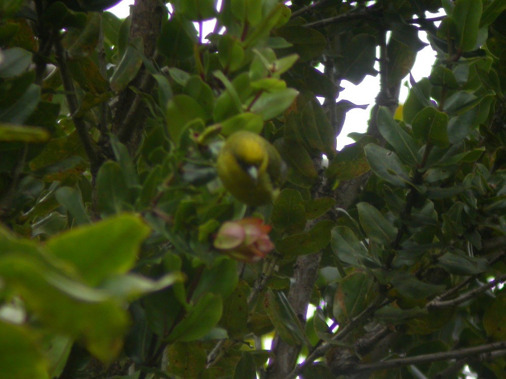 Kauai-Akepakleidervogel - ML38837391