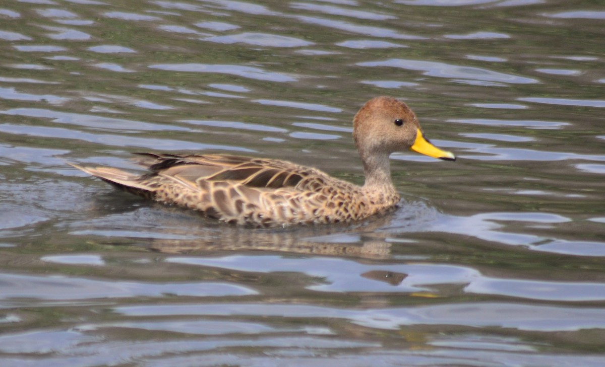 Yellow-billed Pintail - ML388377771