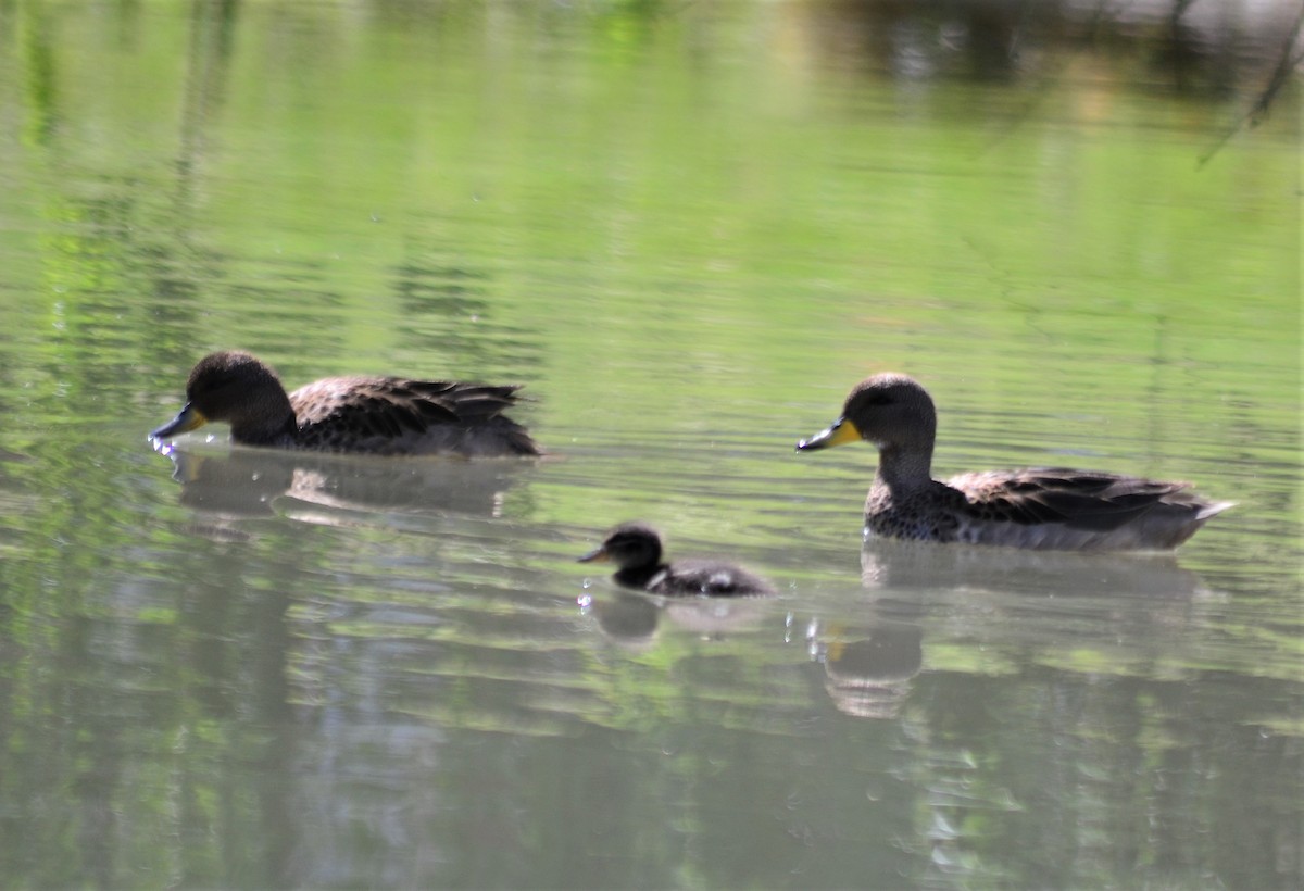 Yellow-billed Teal - ML388377811