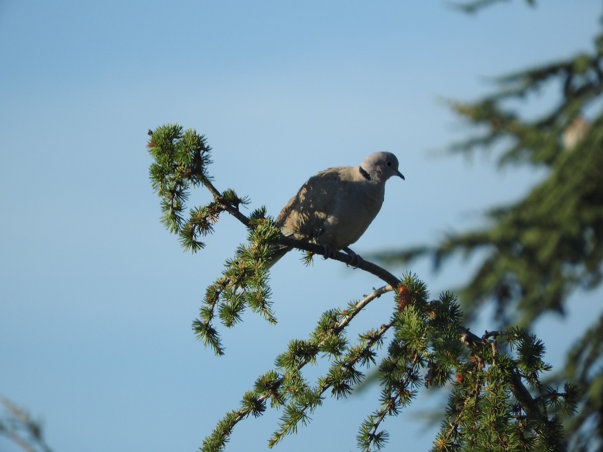 Eurasian Collared-Dove - ML38837831