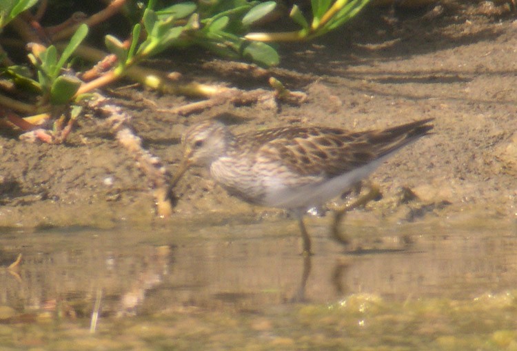 Graubrust-Strandläufer - ML388379291