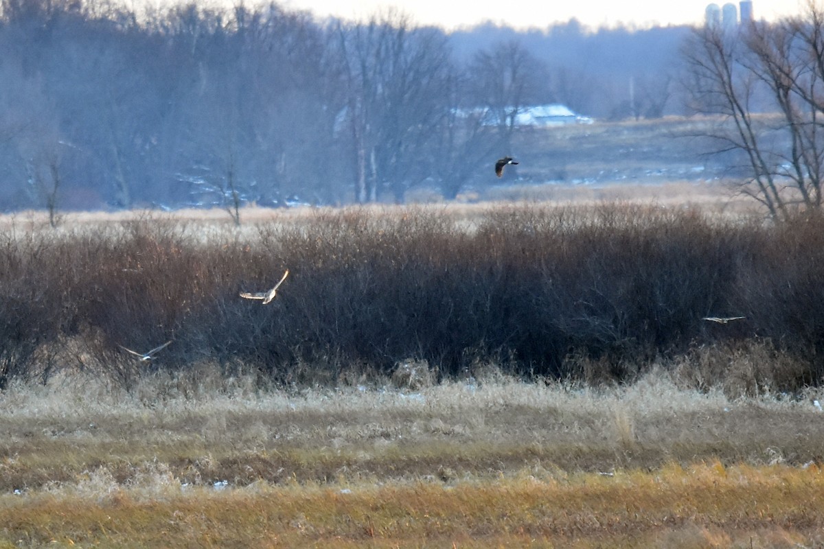 Short-eared Owl - ML388379991