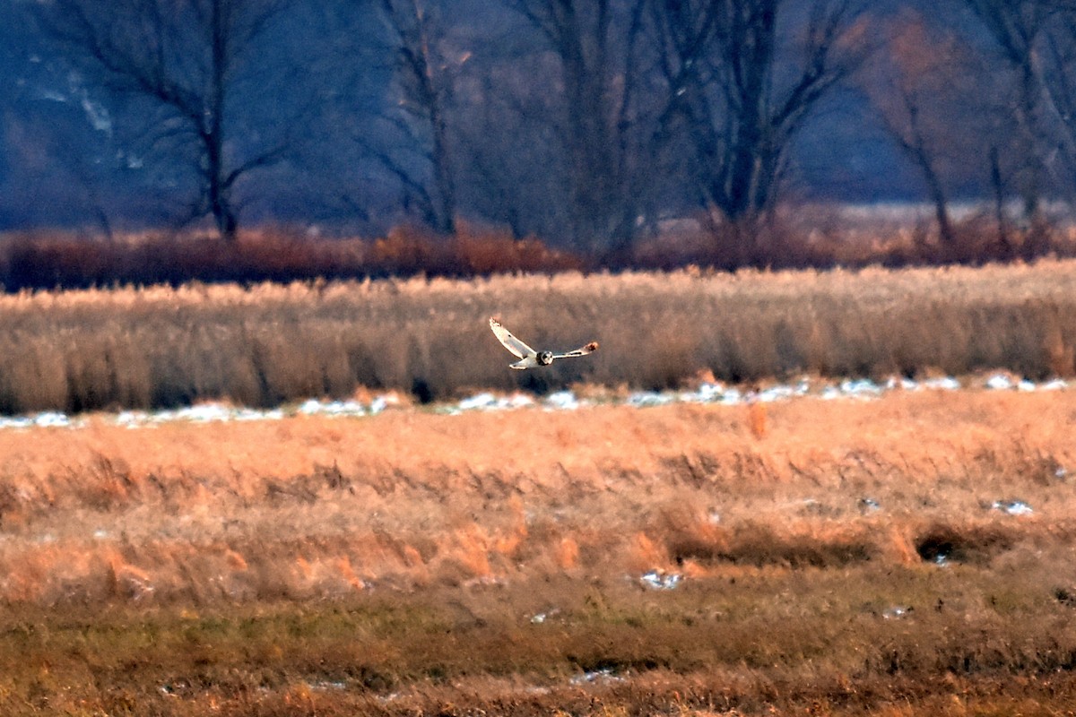 Short-eared Owl - ML388380001