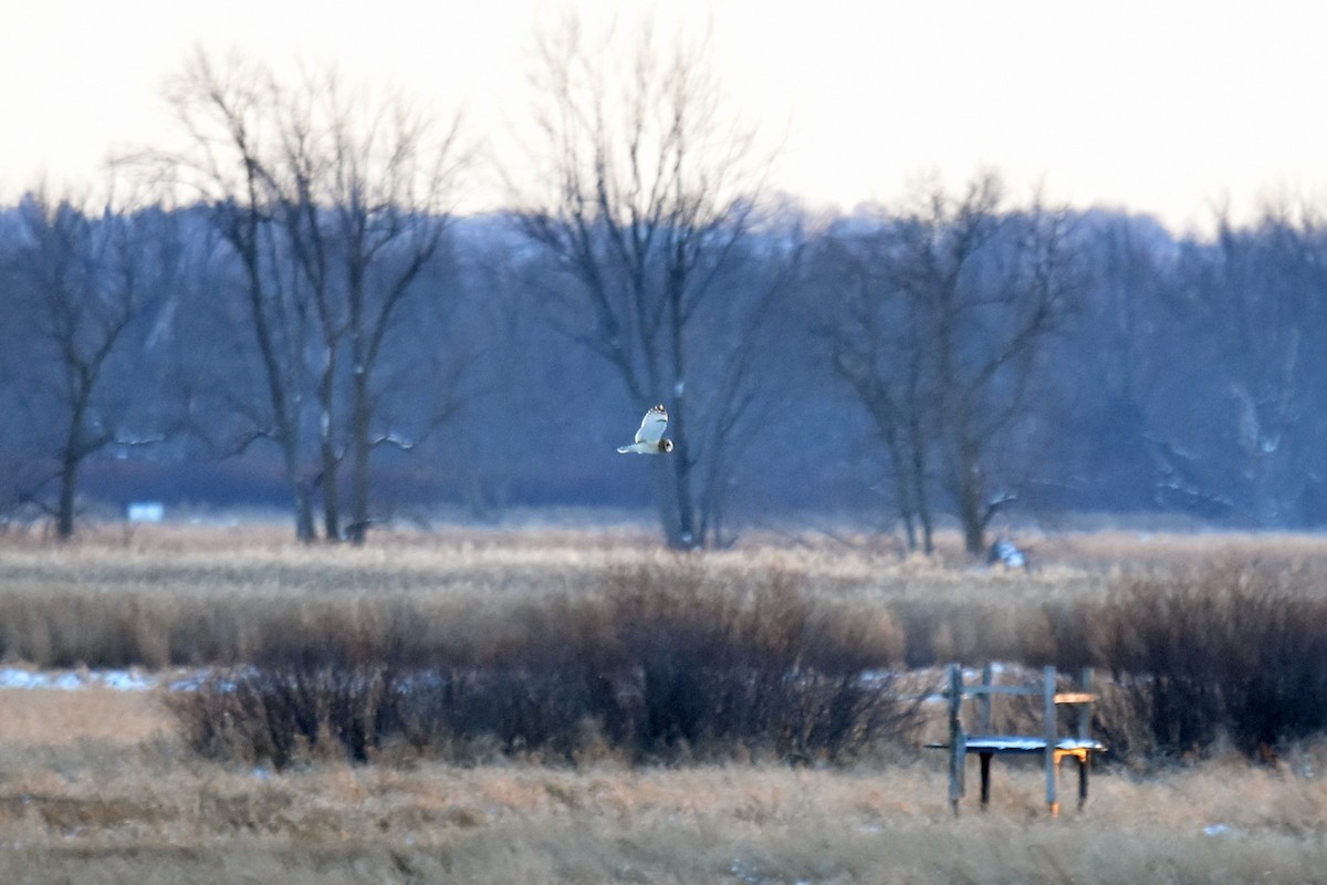 Short-eared Owl - Joel Trick