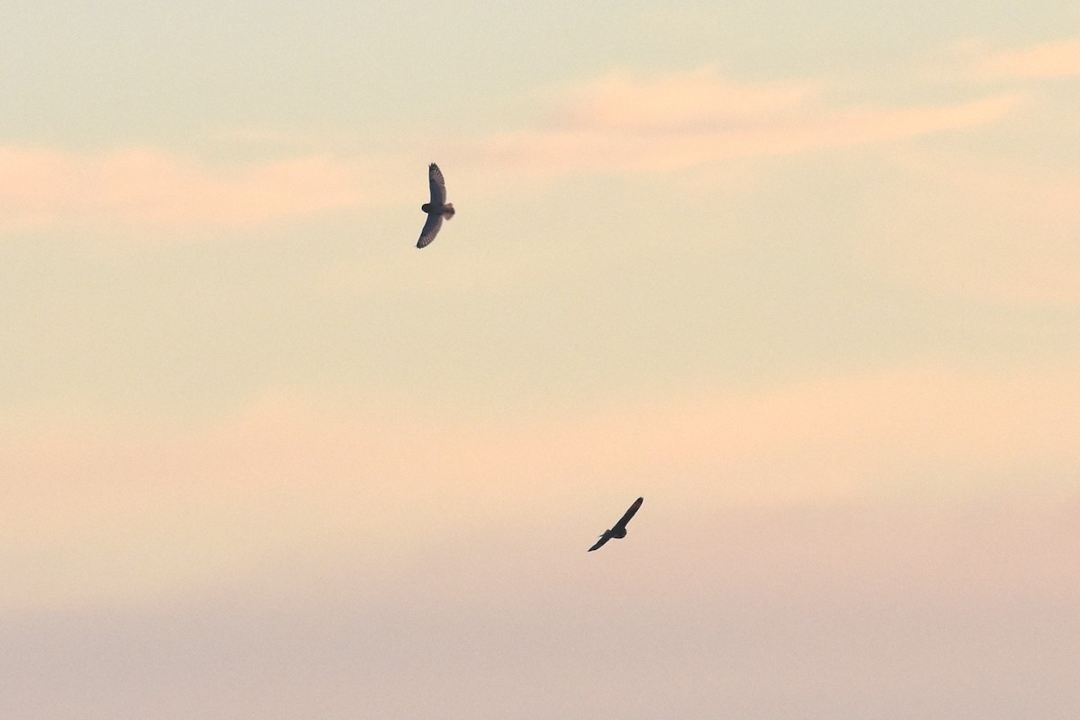 Short-eared Owl - ML388380091