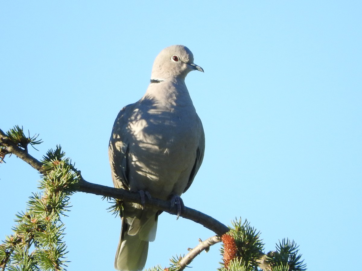 Eurasian Collared-Dove - Eneko Azkue