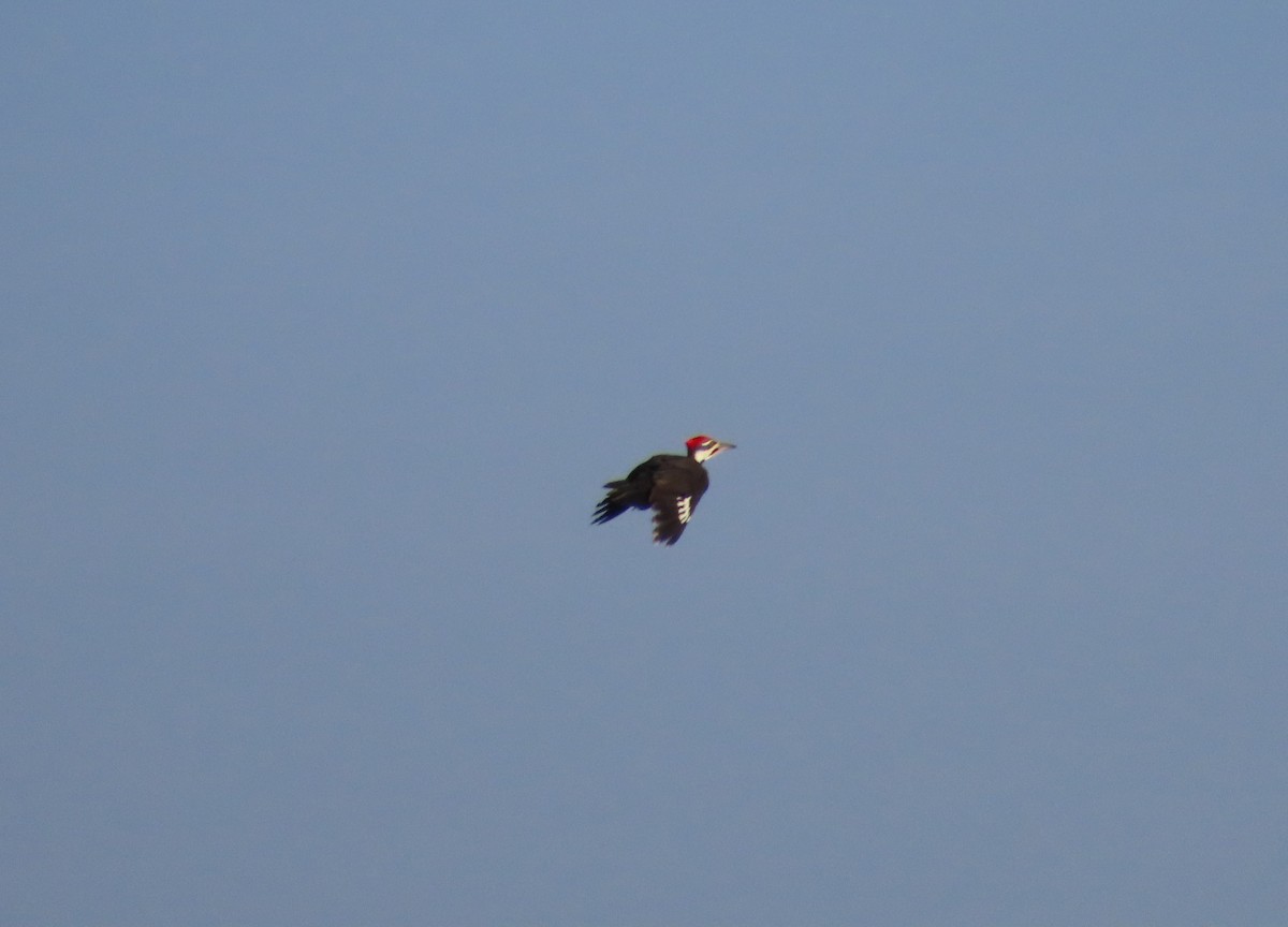 Pileated Woodpecker - ML388381291