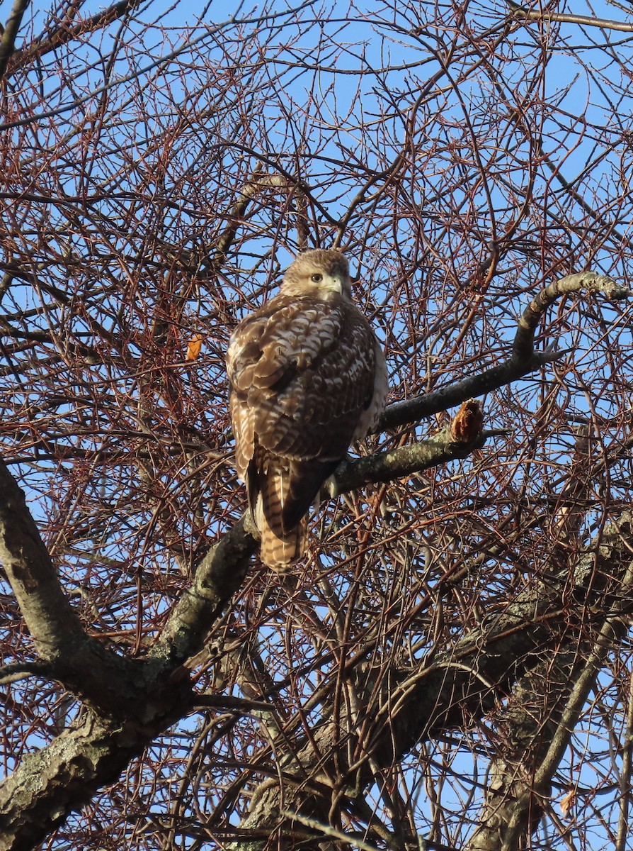 Red-tailed Hawk - ML388381361