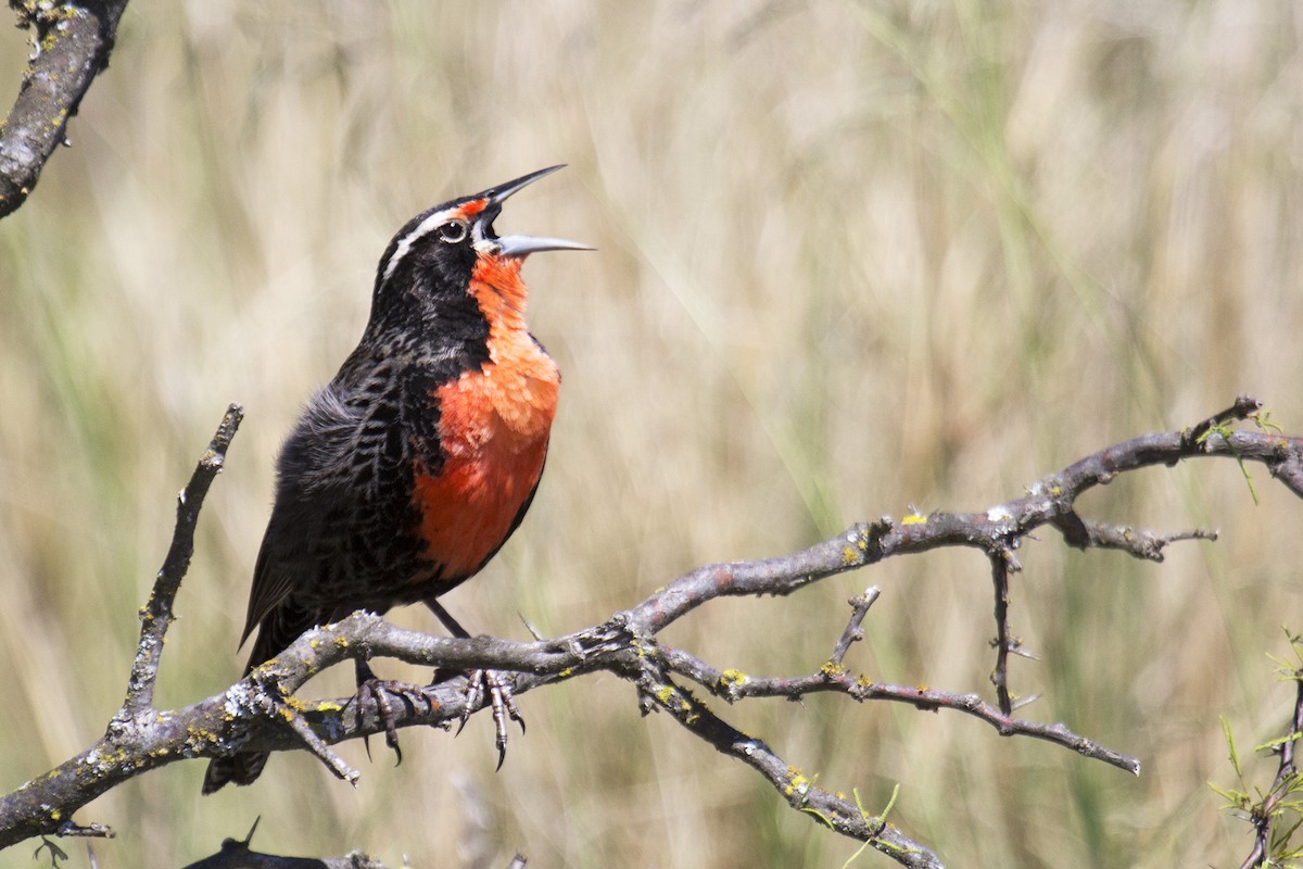 Long-tailed Meadowlark - ML388382121