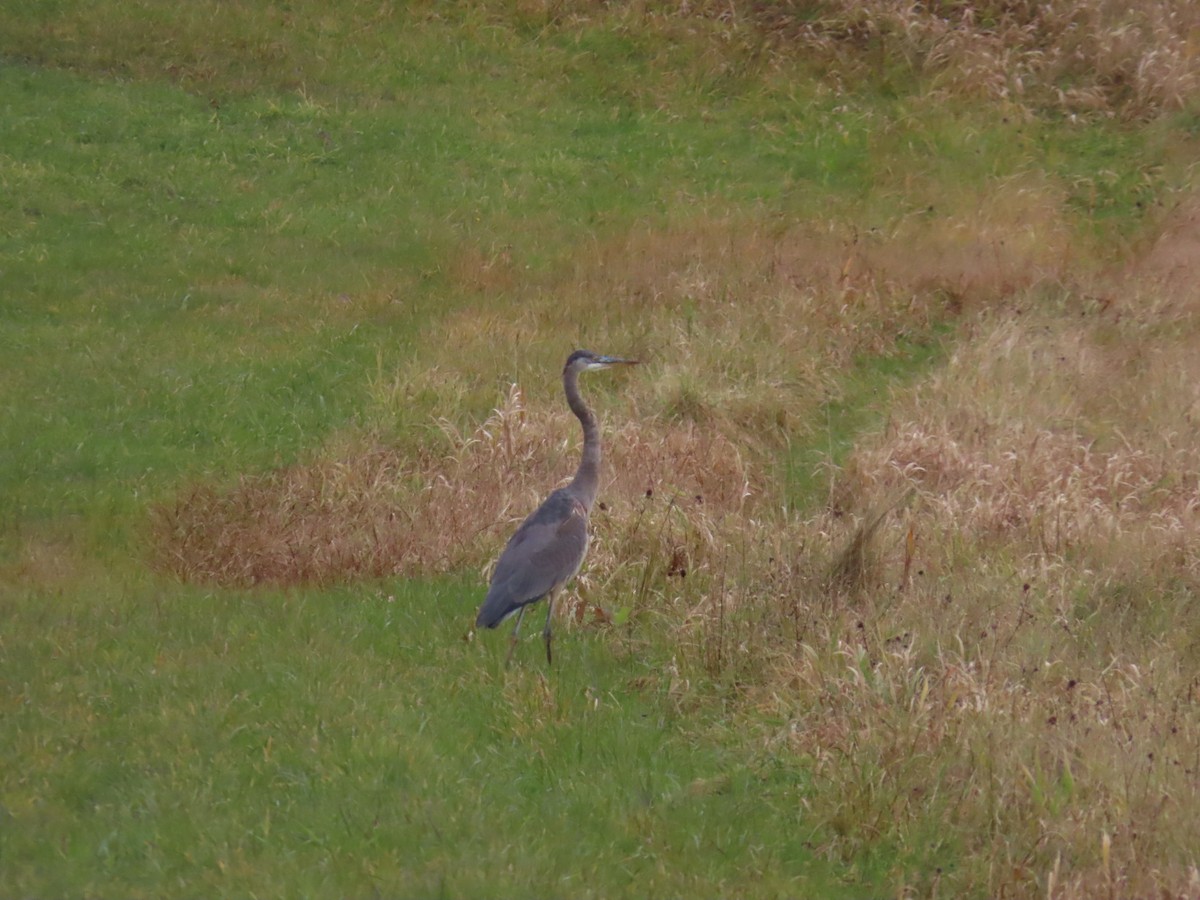 Great Blue Heron (Great Blue) - Pamela Hunt