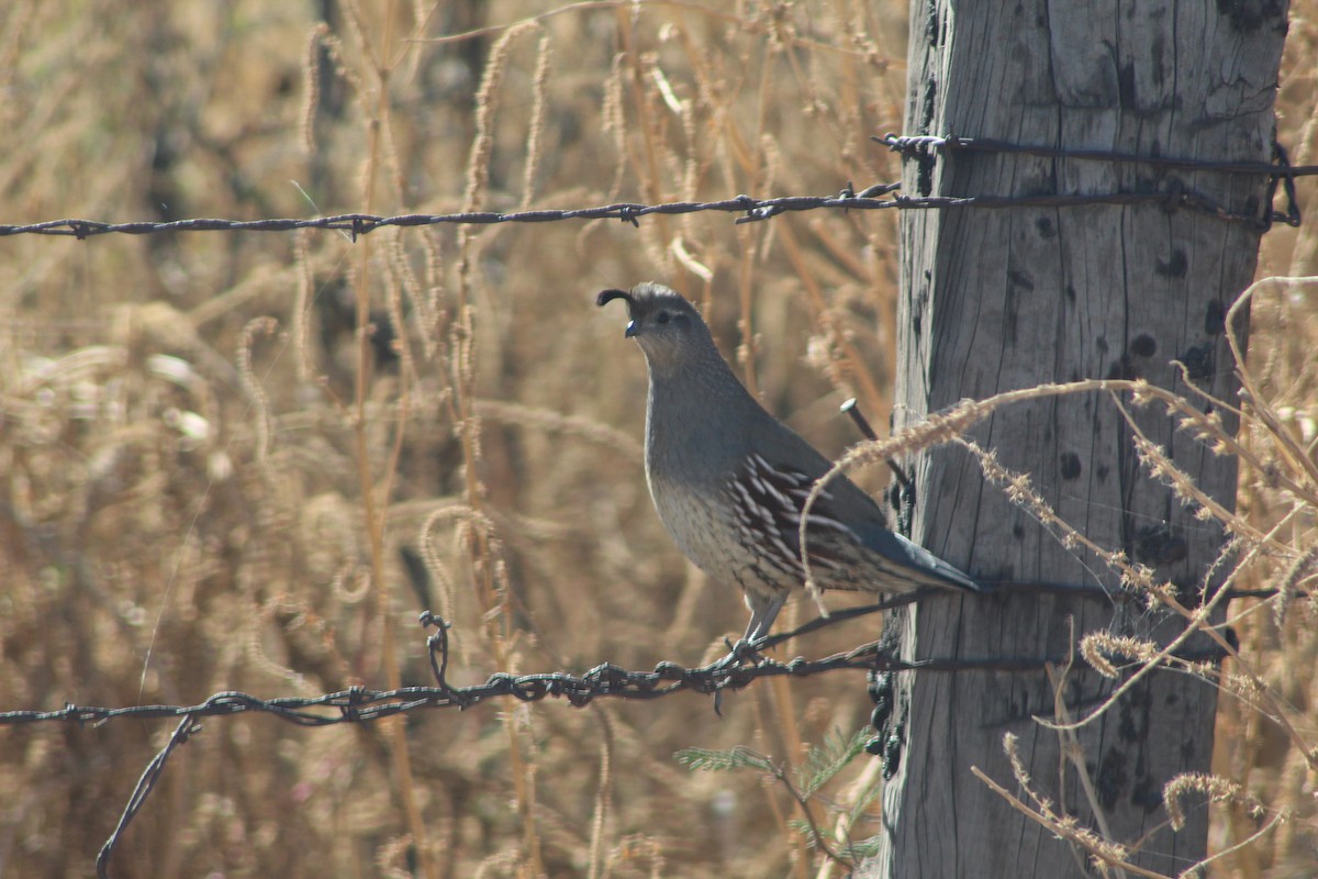 Gambel's Quail - ML388382541