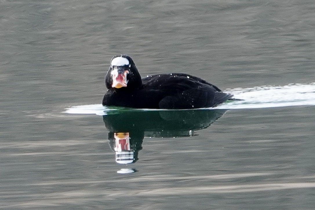 Yamalı Ördek - ML388383991