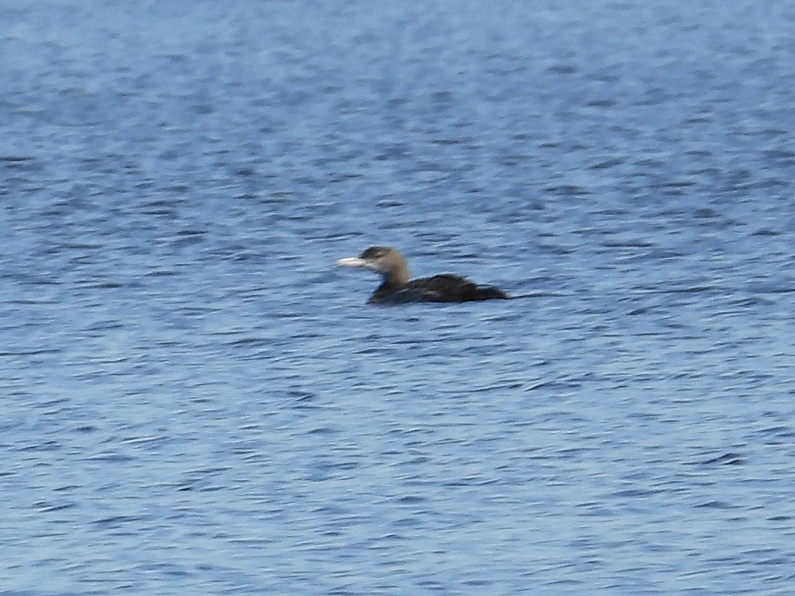 Eistaucher - ML388384141