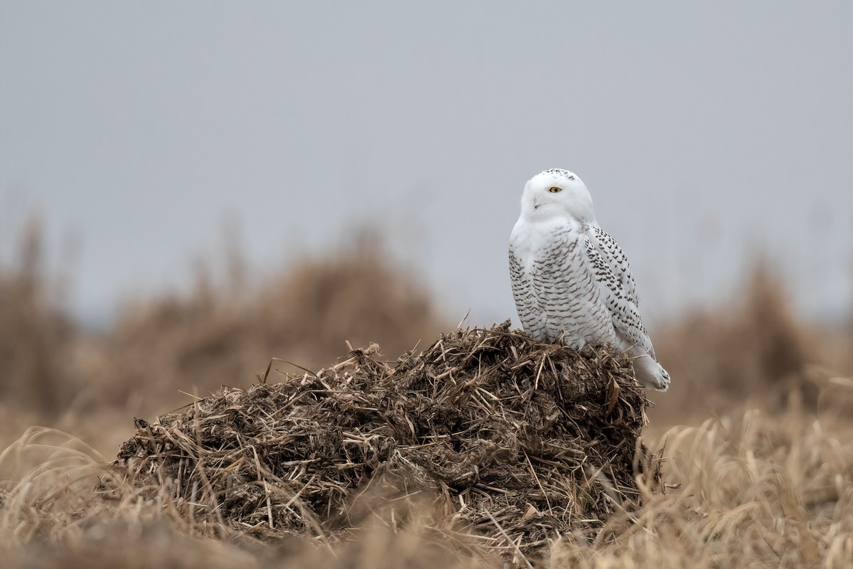 Snowy Owl - Bob Bowhay