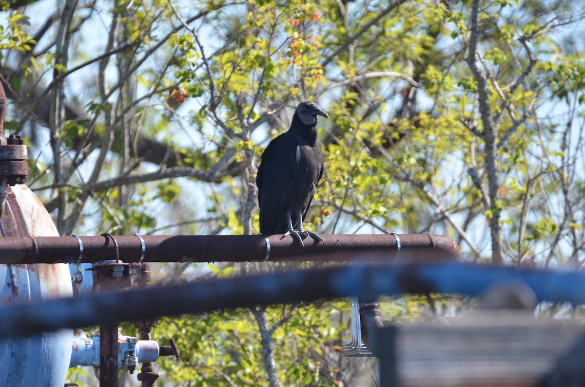 Black Vulture - Jody Shugart