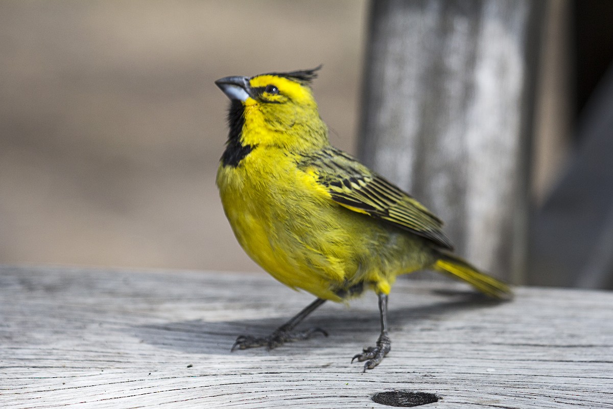 Yellow Cardinal - ML388385011