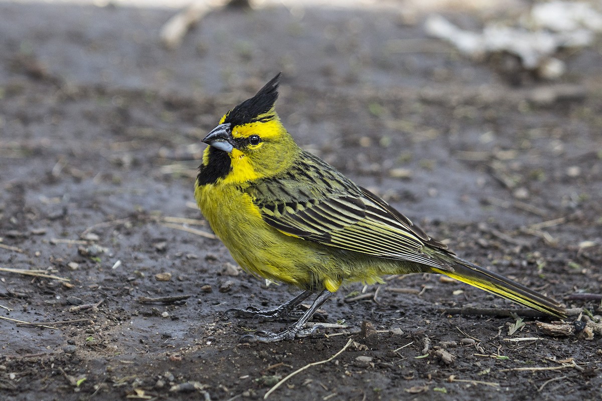 Yellow Cardinal - ML388385051