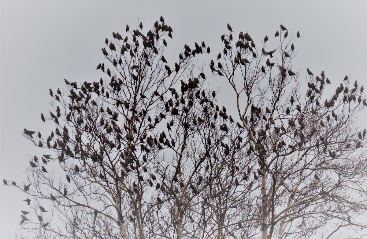 Bohemian Waxwing - ML388385091