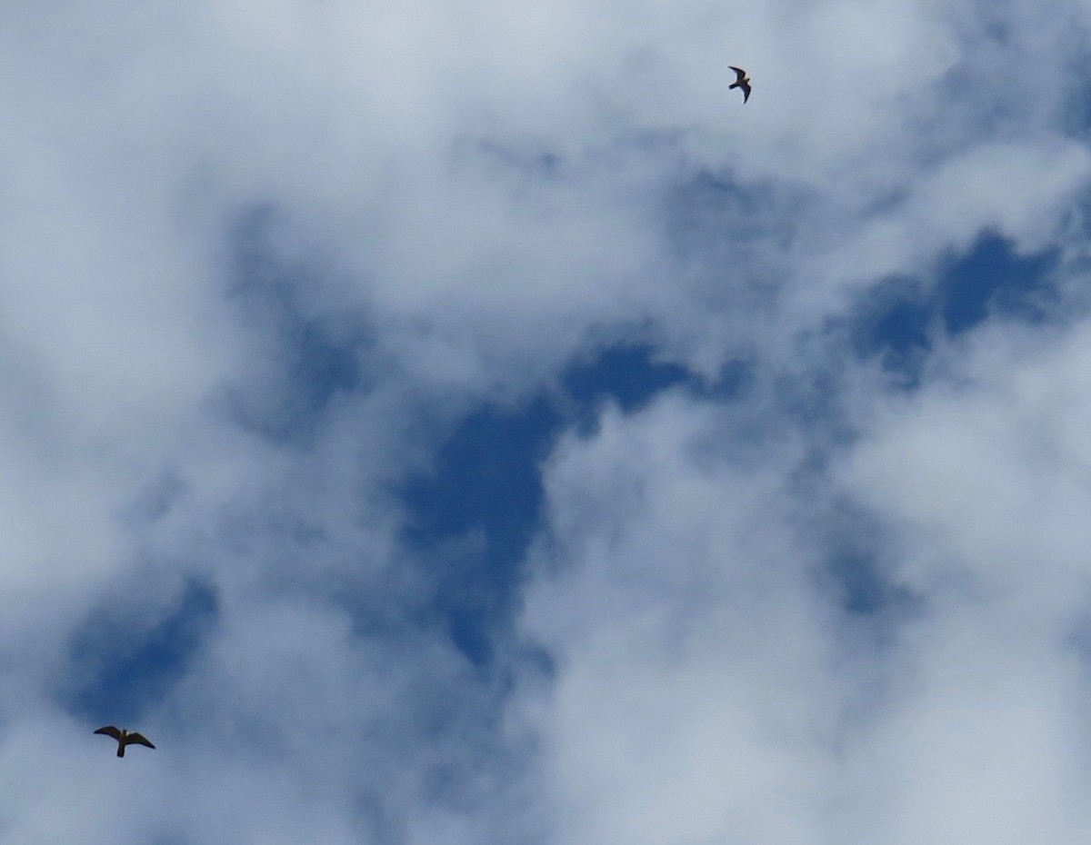 American Kestrel - ML388385991