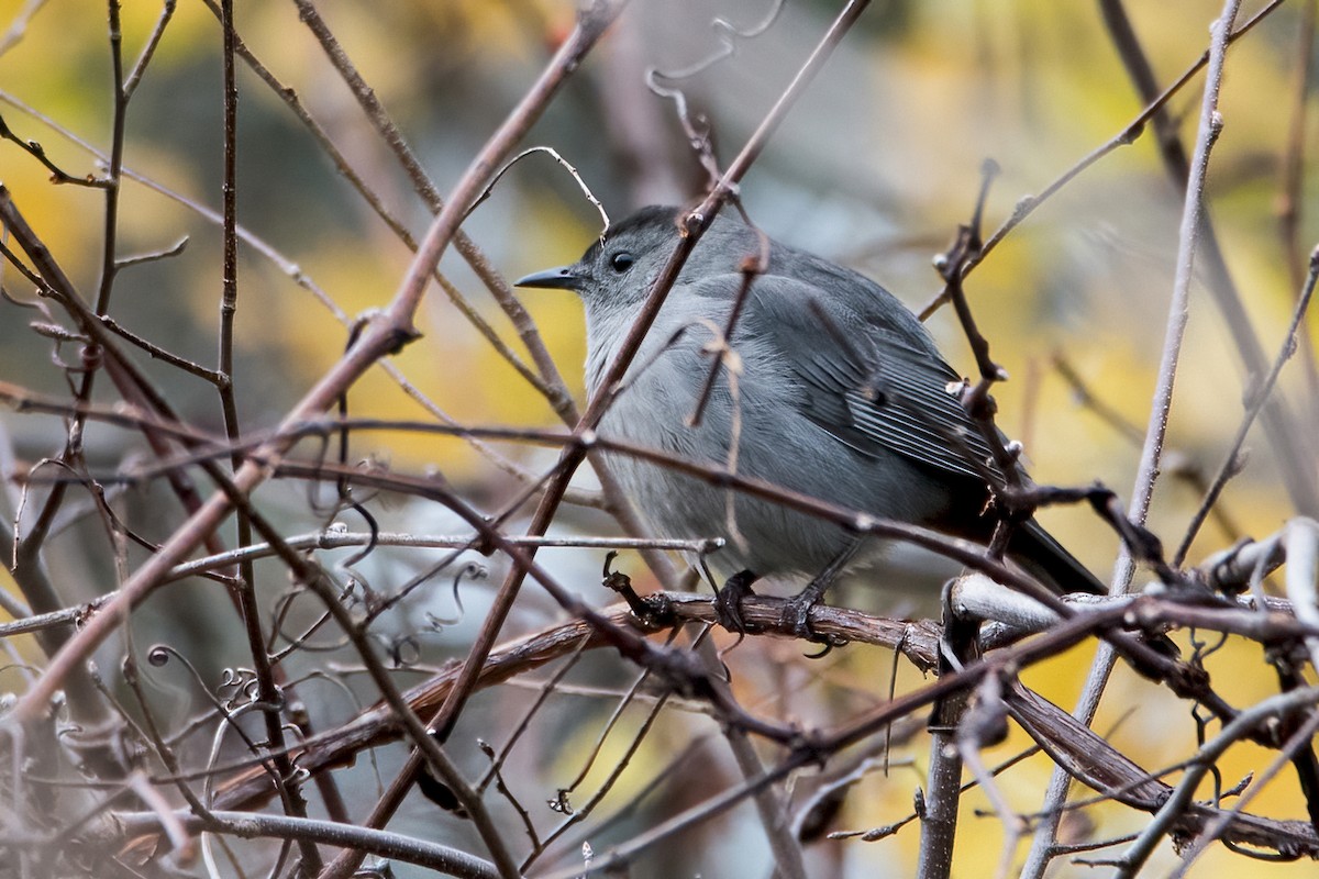 Gray Catbird - Sue Barth