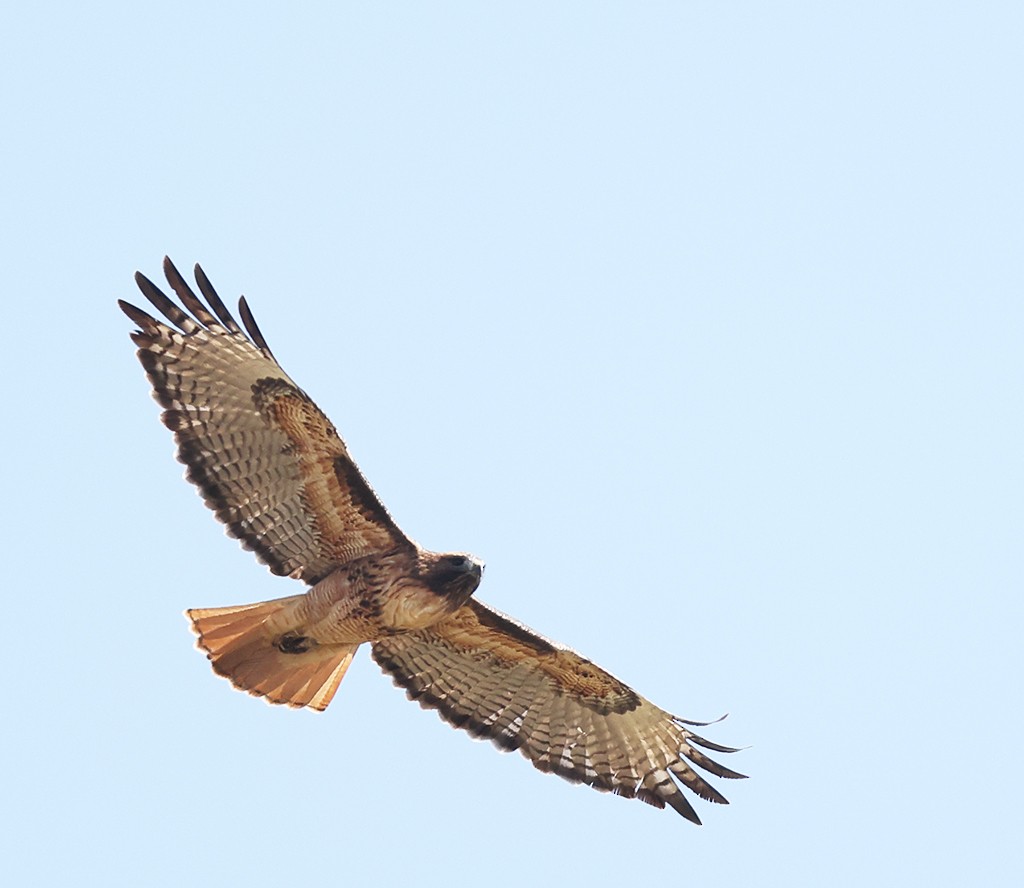 Red-tailed Hawk - manuel grosselet