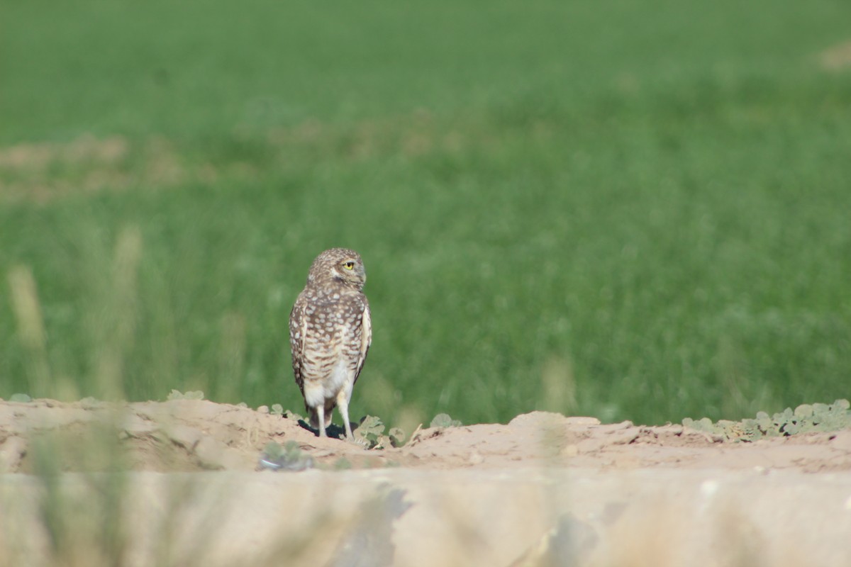 Burrowing Owl - ML388386711