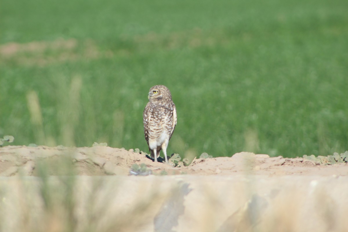 Burrowing Owl - ML388386731